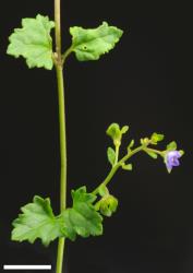 Veronica plebeia. Sprig and inflorescence. Scale = 10 mm.
 Image: P.J. Garnock-Jones © P.J. Garnock-Jones CC-BY-NC 3.0 NZ